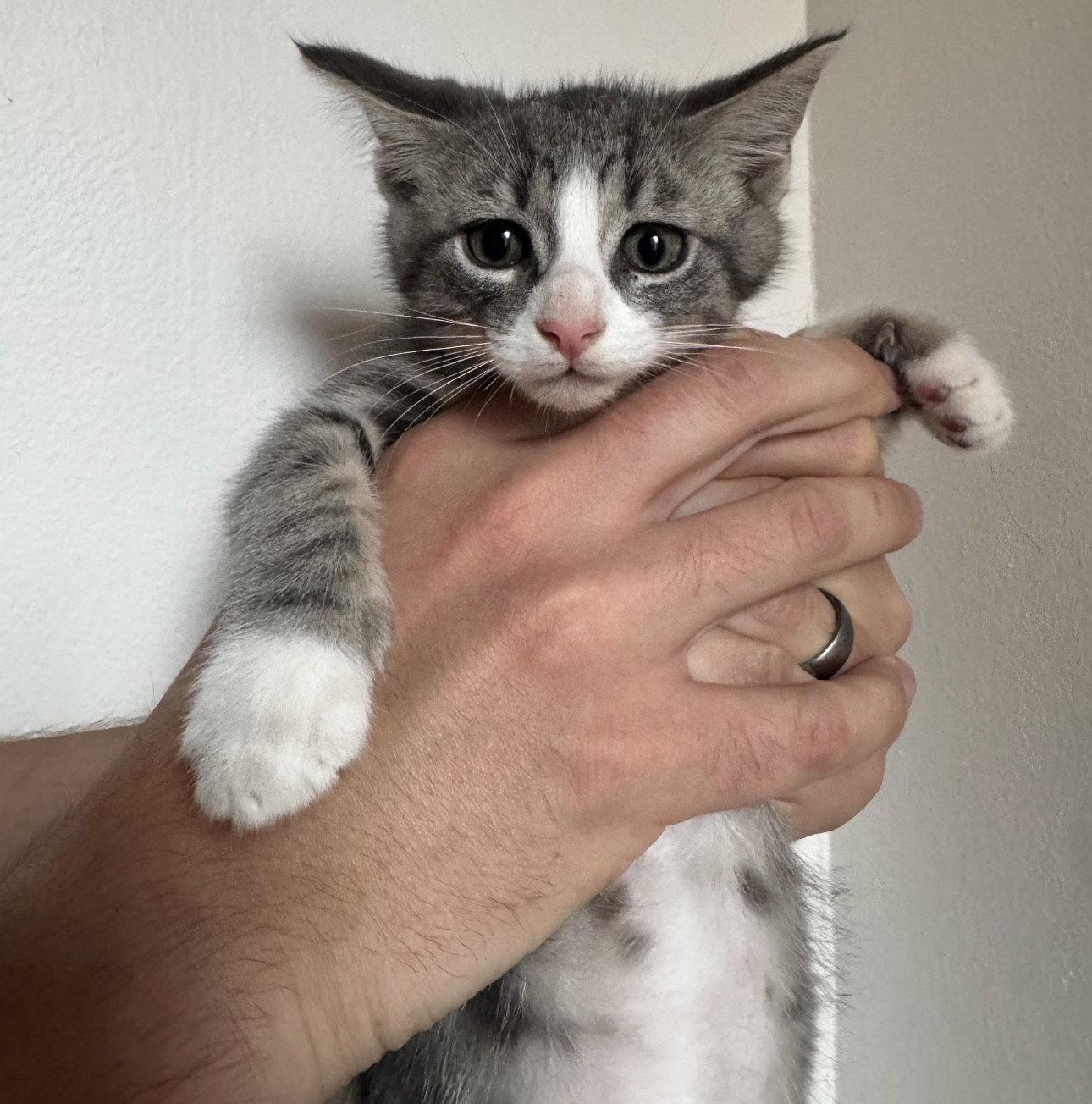 Enlarge Poseidon, a Adoptable Domestic Short Hair in Reston, VA image 3/3