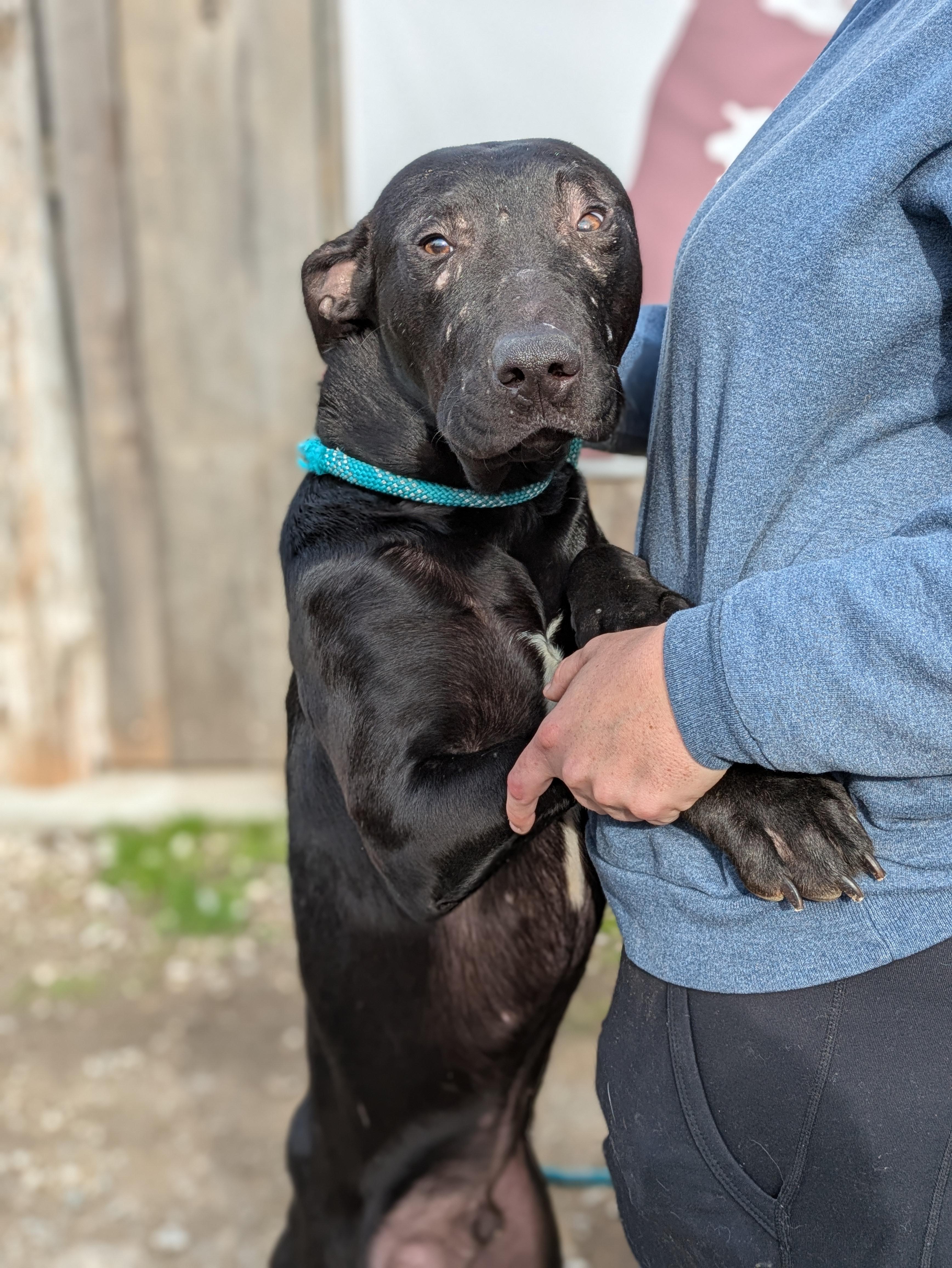 Naji, ADOPTABLE, Adult Male Mixed Breed.