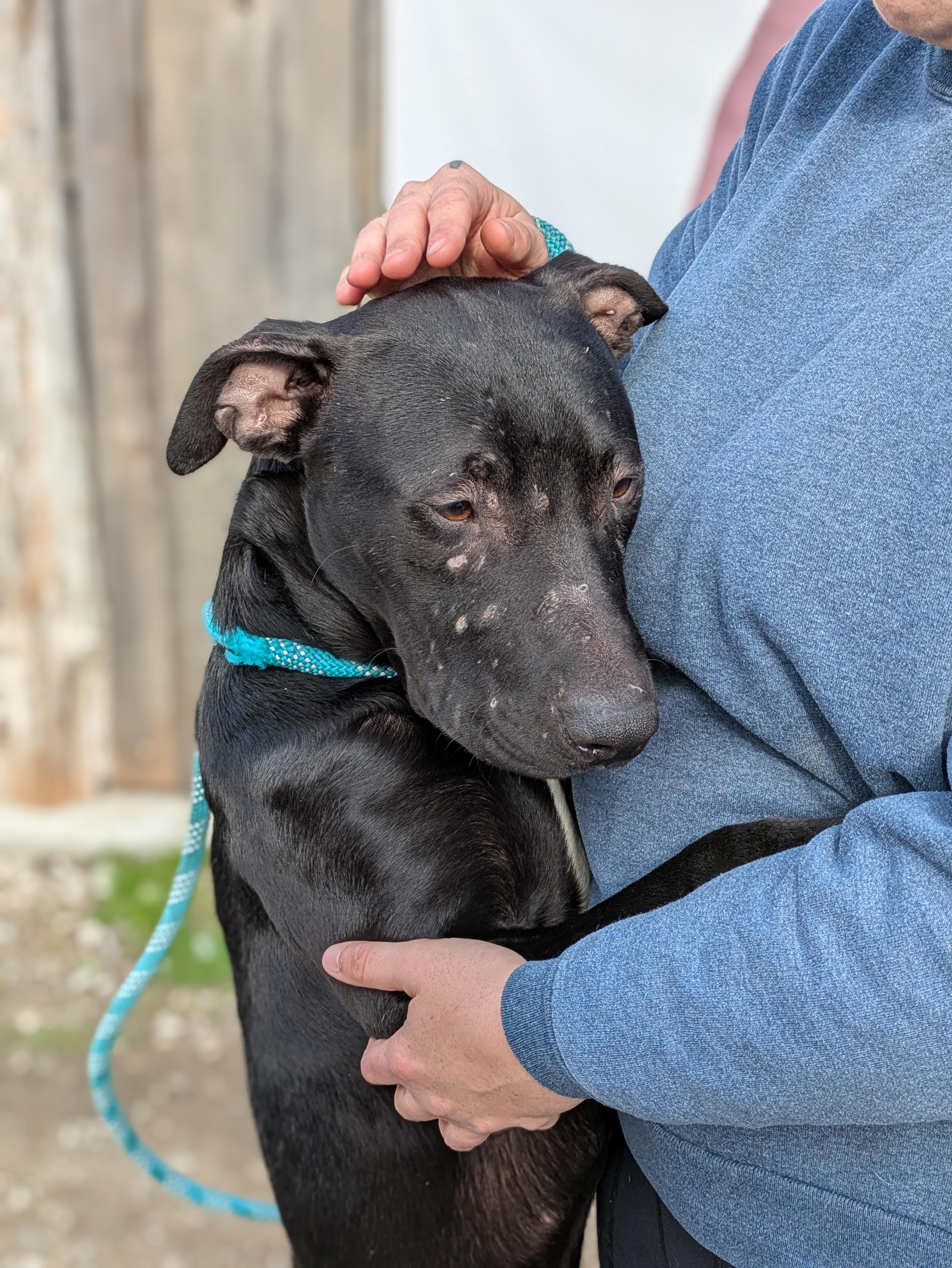 Enlarge Naji, a ADOPTABLE Mixed Breed in Huntsville, AL image 3/3