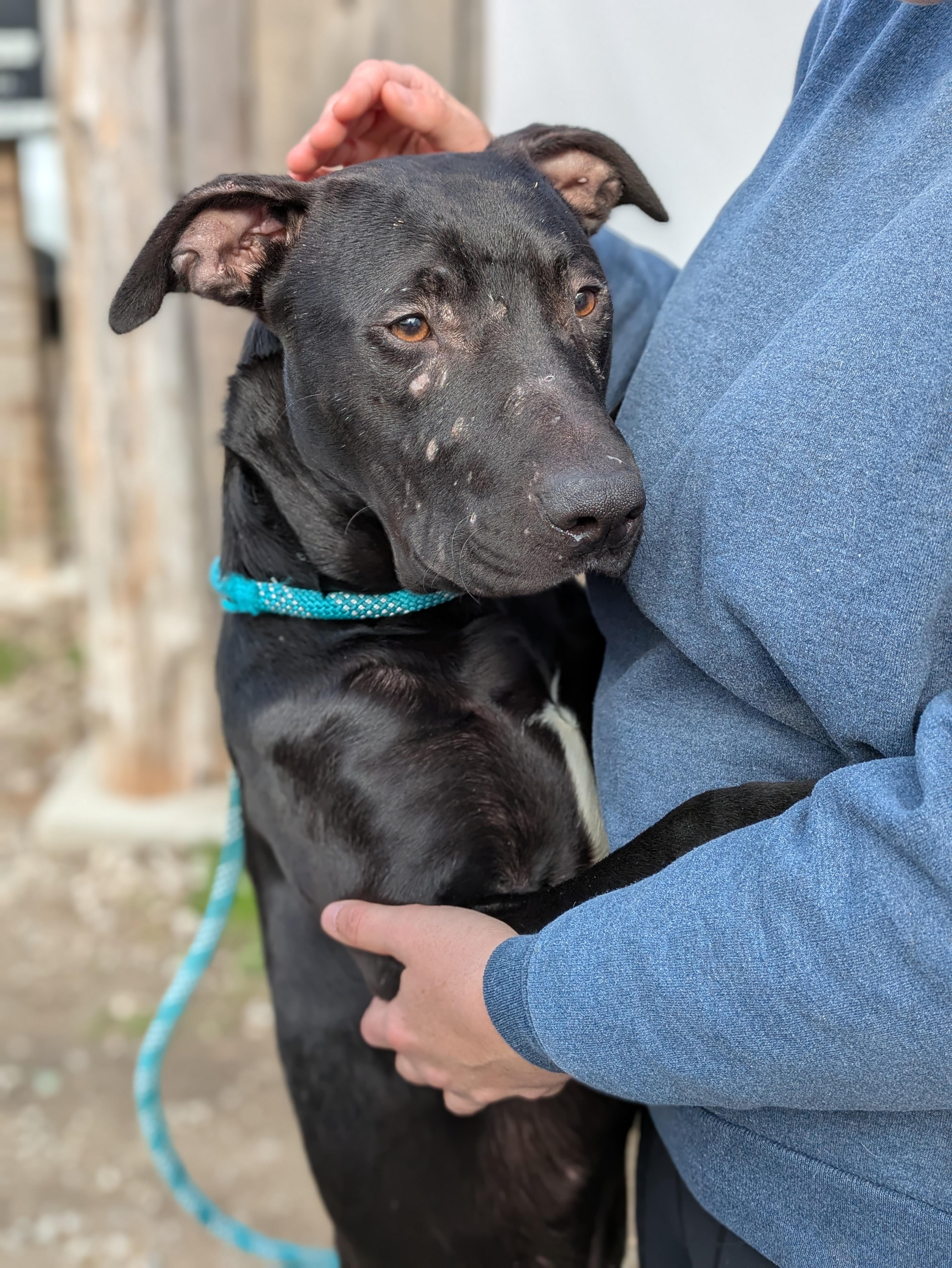 Enlarge Naji, a ADOPTABLE Mixed Breed in Huntsville, AL image 2/3