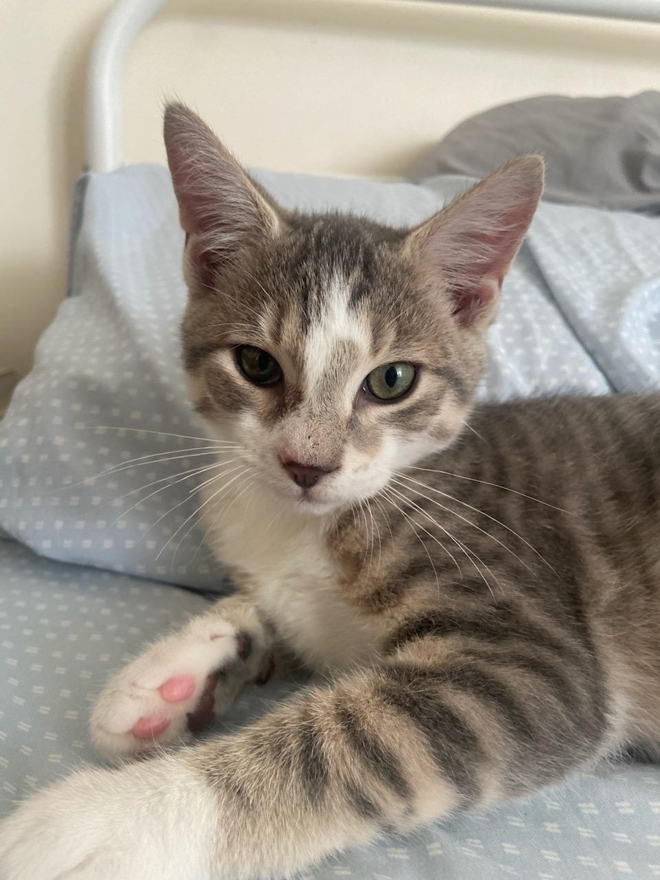Enlarge Louie, a Adoptable Domestic Short Hair in Pittsburgh, PA image 5/6