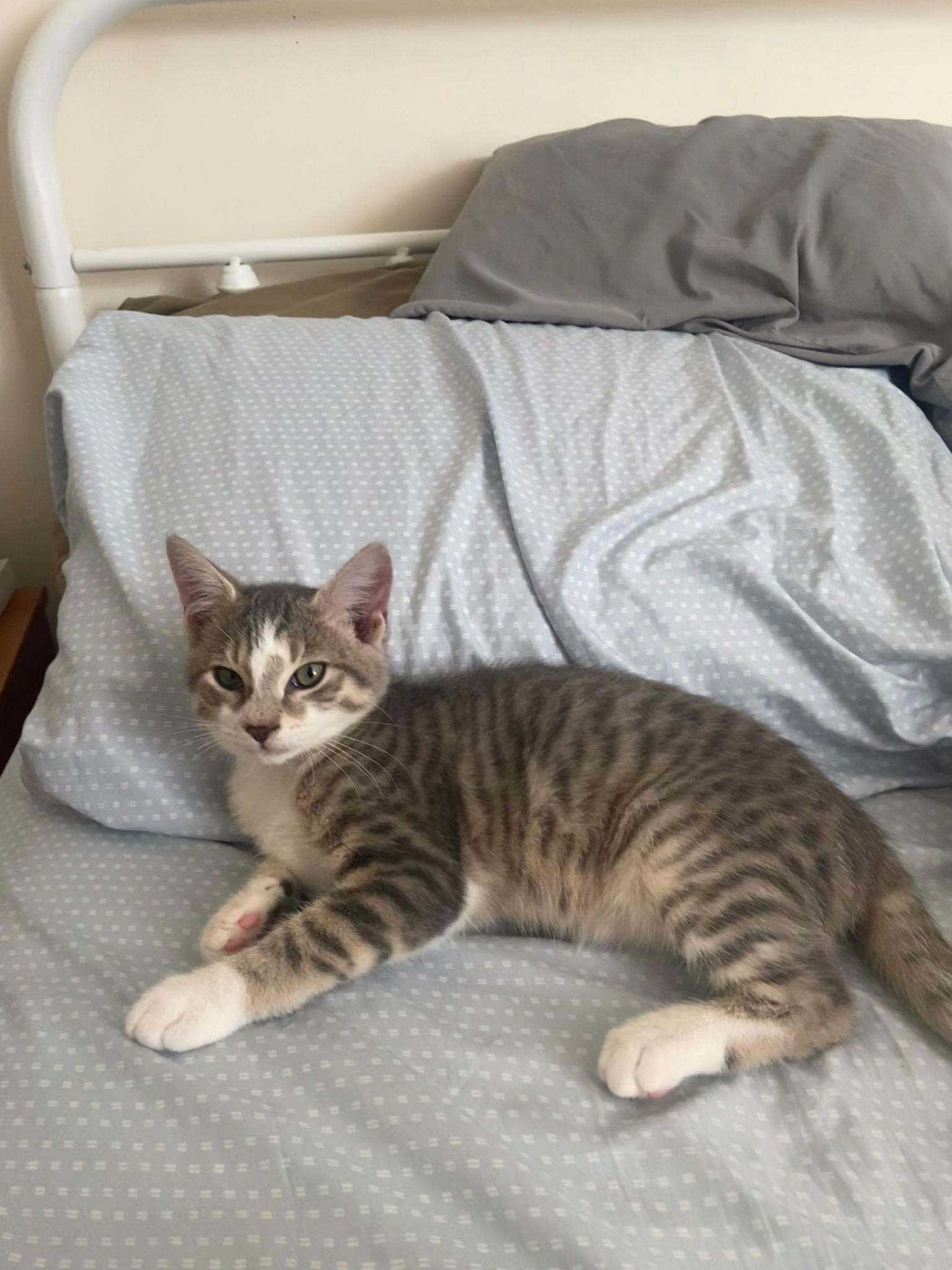 Enlarge Louie, a Adoptable Domestic Short Hair in Pittsburgh, PA image 6/6