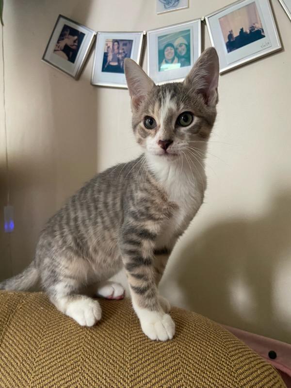 Louie, Adoptable, Young Male Domestic Short Hair.