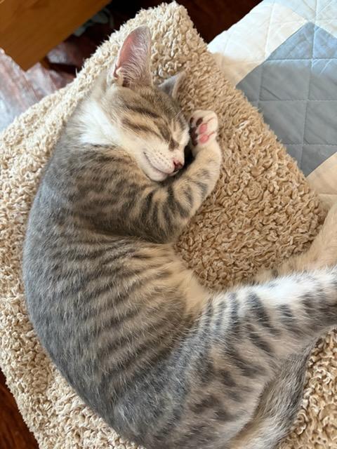 Enlarge Louie, a Adoptable Domestic Short Hair in Pittsburgh, PA image 4/6