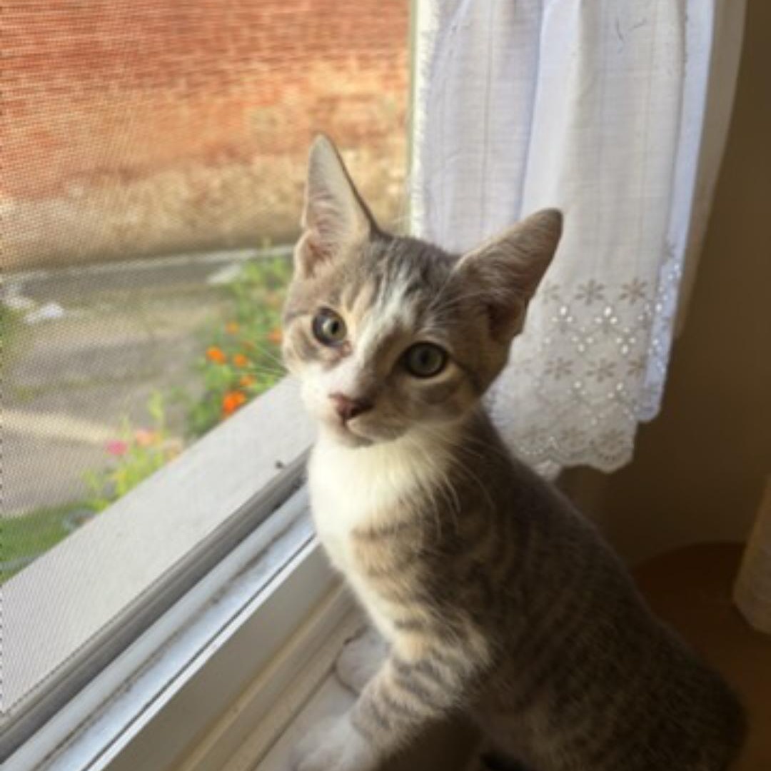 Enlarge Louie, a Adoptable Domestic Short Hair in Pittsburgh, PA image 2/6