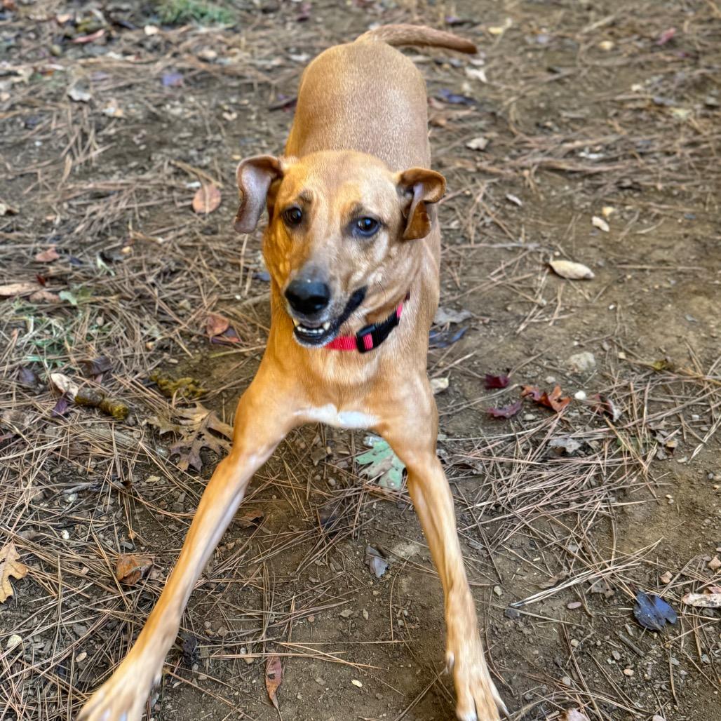 Vanya, Adoptable, Adult Female Mixed Breed.