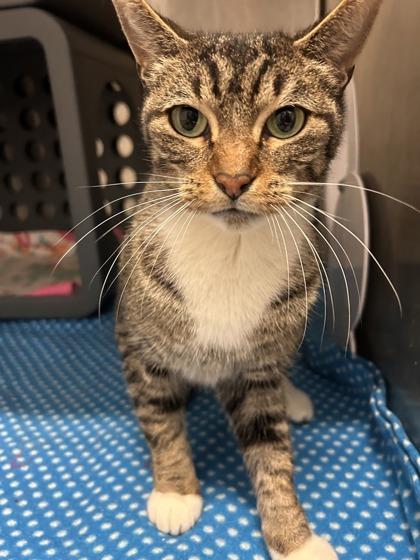 Sassy, Adoptable, Adult Female Domestic Short Hair & Domestic Short Hair.