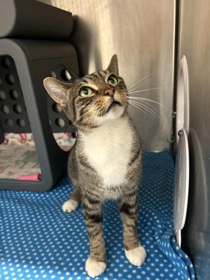 Enlarge Sassy, a Adoptable mixed breed in Lafayette, IN image 2/3