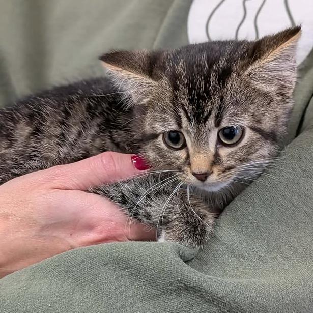 Enlarge Caliente, a Adoptable Domestic Medium Hair in Greenville, PA image 1/2