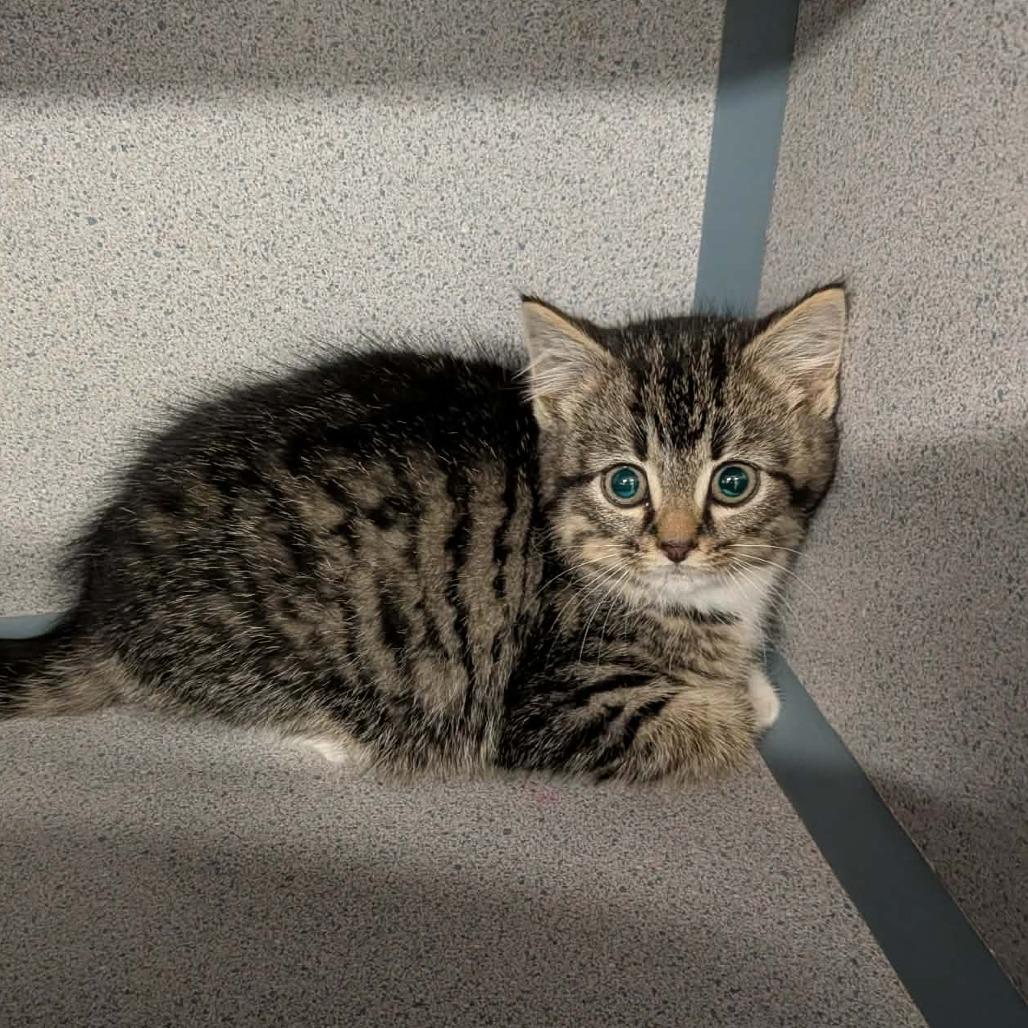 Enlarge Caliente, a Adoptable Domestic Medium Hair in Greenville, PA image 2/2