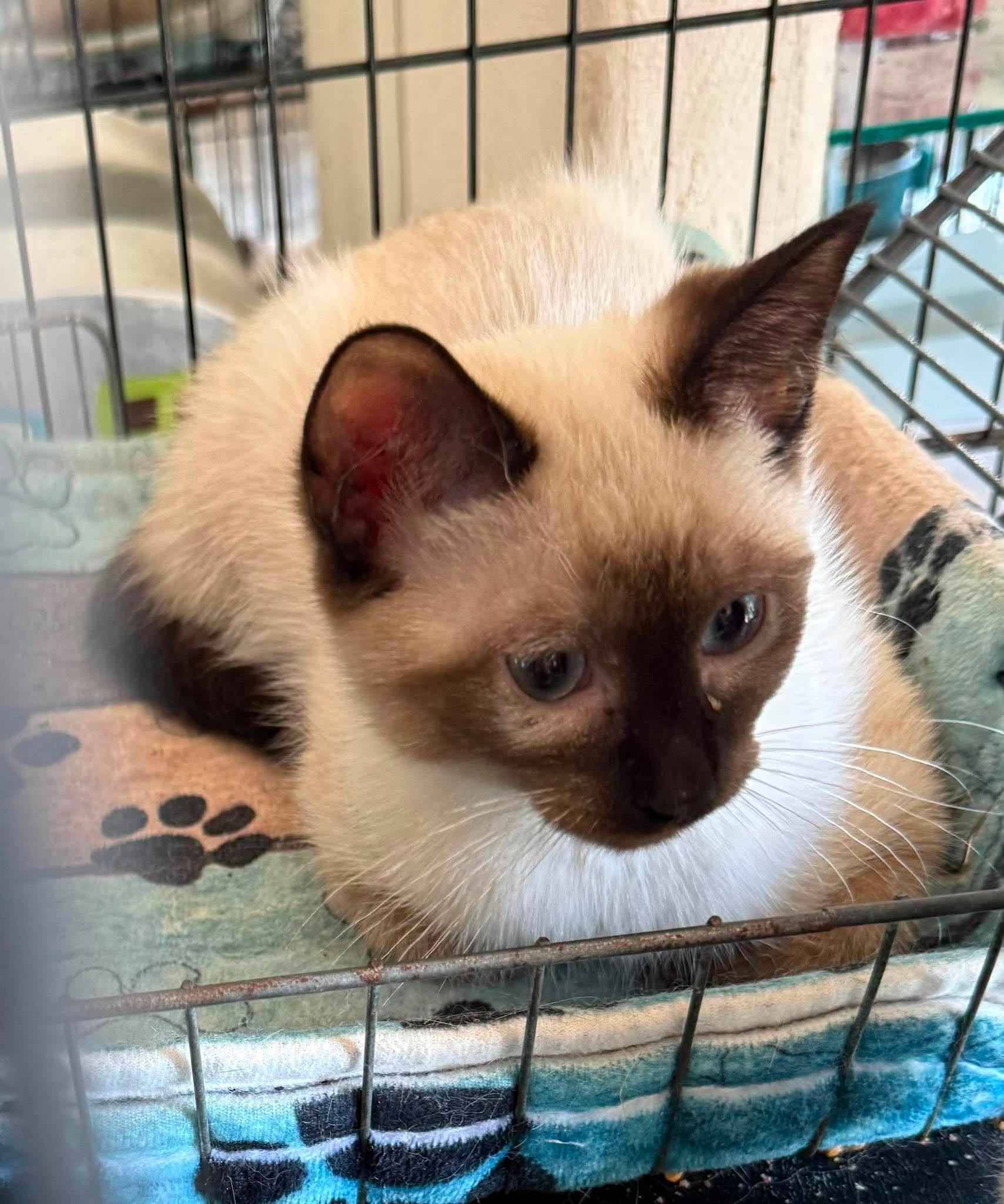 Enlarge Edison, an adopted Siamese in Marion, IN image 3/3
