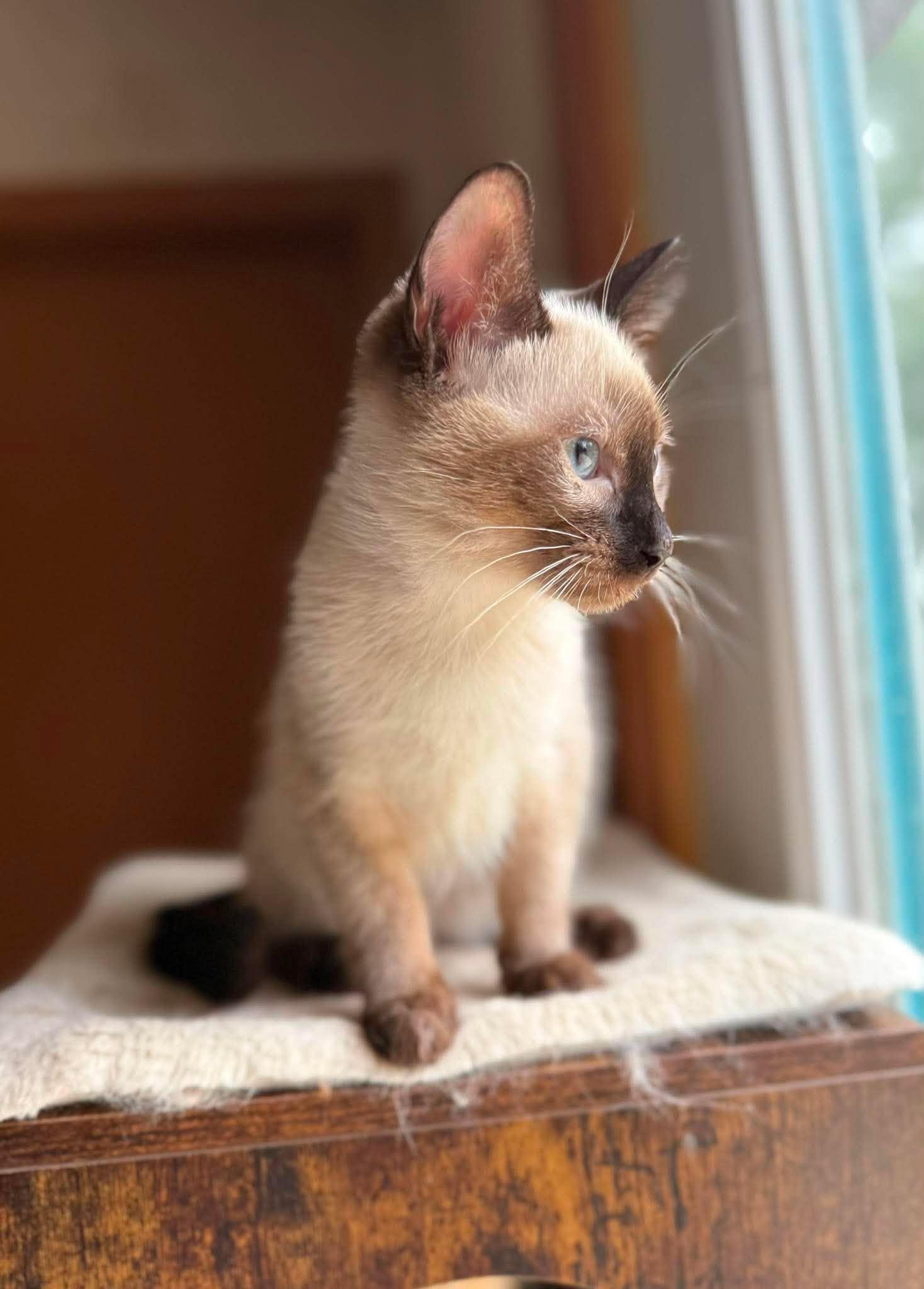 Enlarge Edison, an adopted Siamese in Marion, IN image 2/3