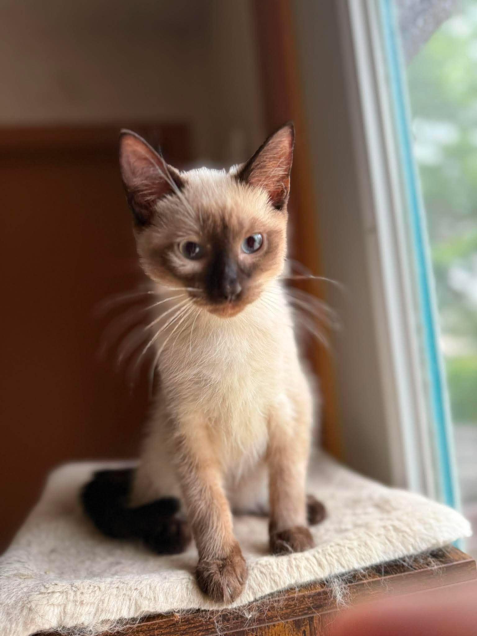 Enlarge Edison, an adopted Siamese in Marion, IN image 1/3
