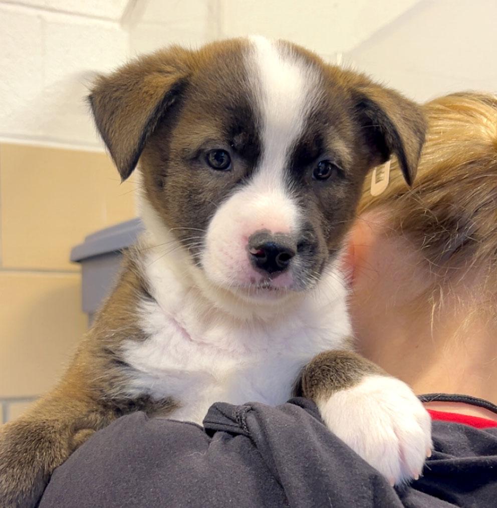 Bombpop (AO36477), adopted, Puppy Male Labrador Retriever.
