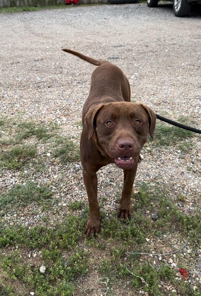 Baboon, Adopted, Adult Male Labrador Retriever & Pit Bull Terrier.