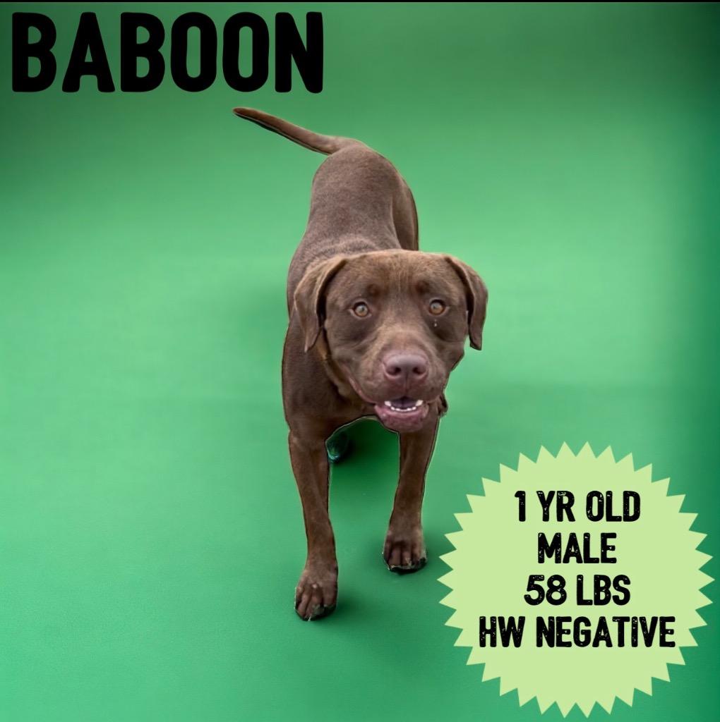 Baboon, a Adopted mixed breed in Sorrento, LA image 2/2