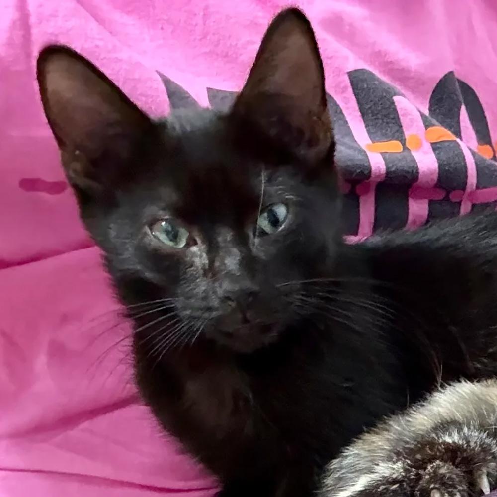 Enlarge Adopted-Purrgil, a Adoptable Domestic Short Hair in Bowie, MD image 2/4