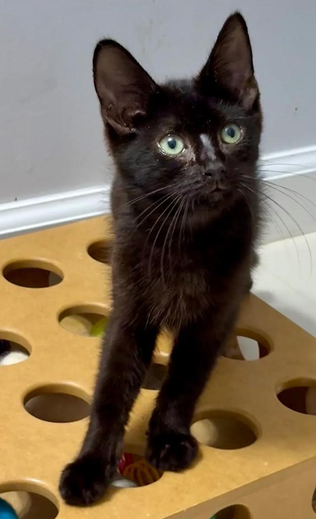 Enlarge Adopted-Purrgil, a Adoptable Domestic Short Hair in Bowie, MD image 1/4