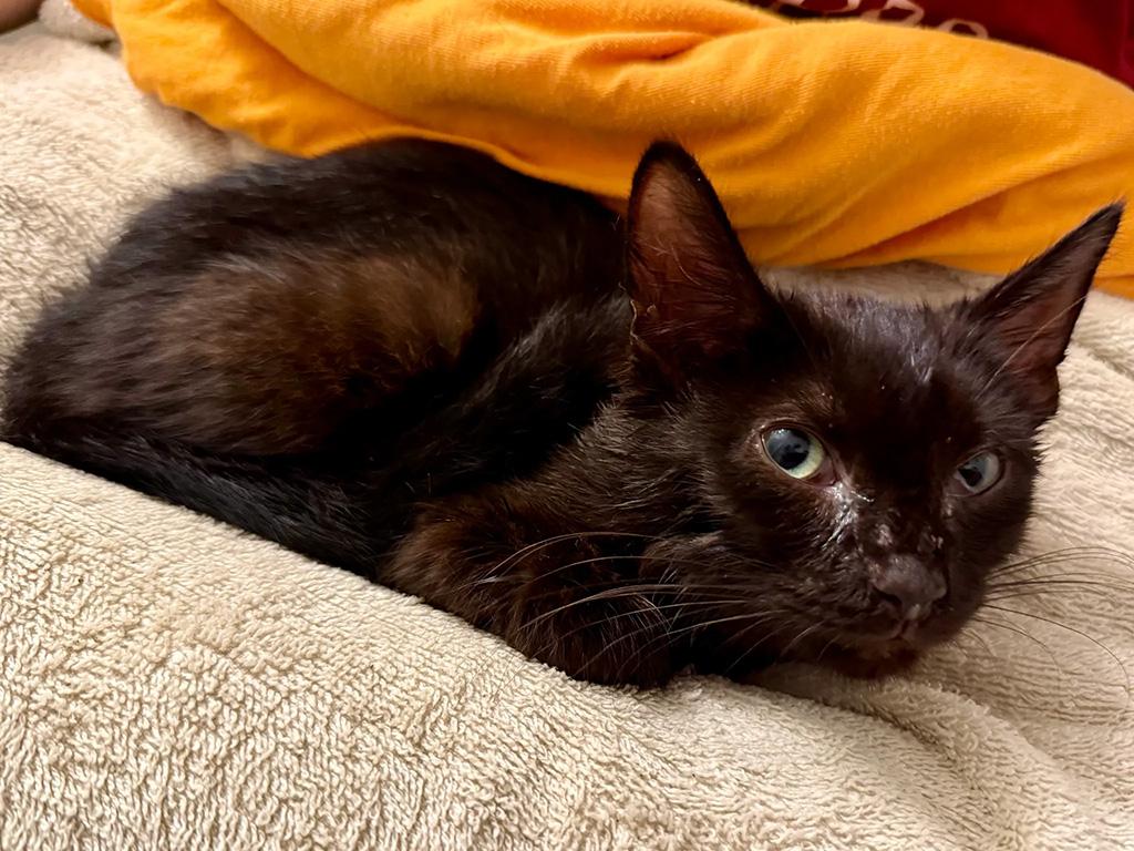 Enlarge Adopted-Purrgil, a Adoptable Domestic Short Hair in Bowie, MD image 3/4