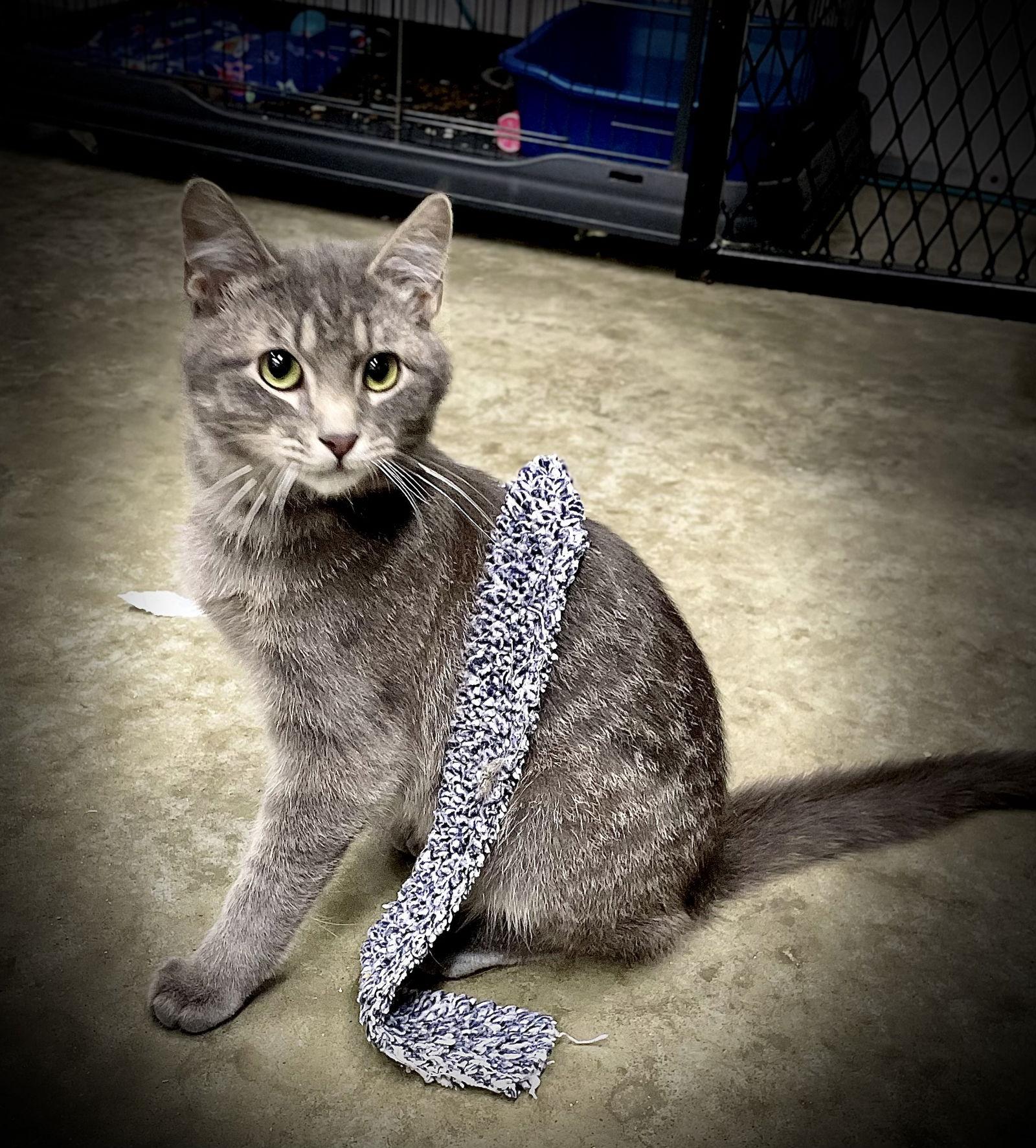 Louis Vittion, a Adoptable Domestic Short Hair in Estherville, IA image 1/3