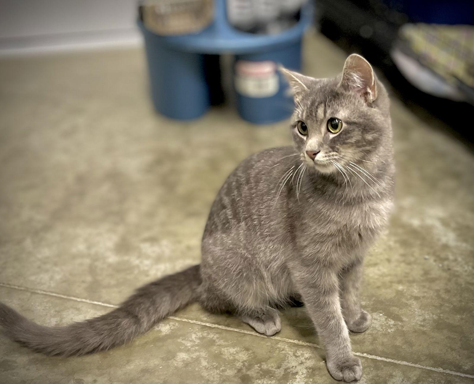 Louis Vittion, a Adoptable Domestic Short Hair in Estherville, IA image 2/3