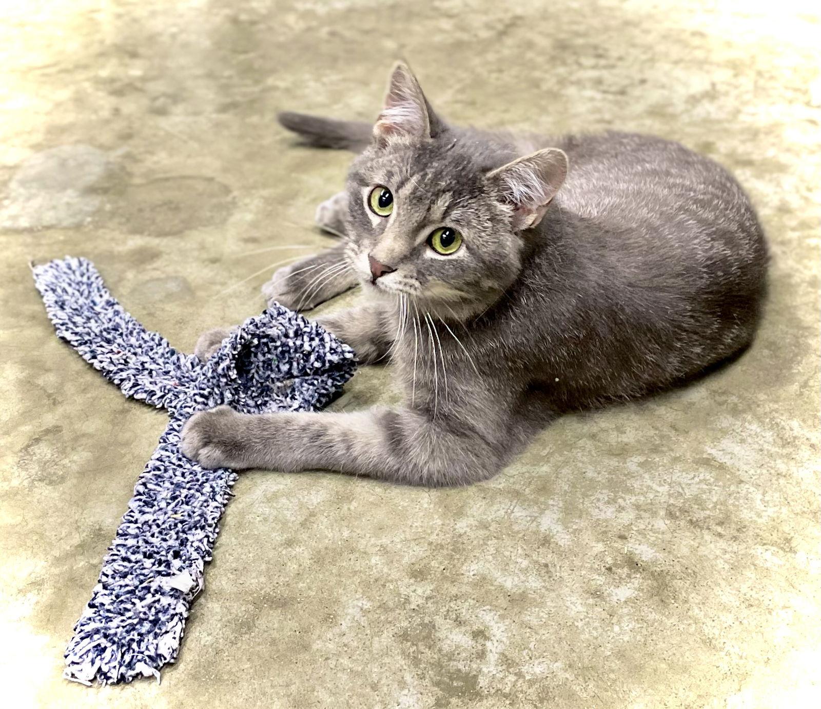 Louis Vittion, a Adoptable Domestic Short Hair in Estherville, IA image 3/3