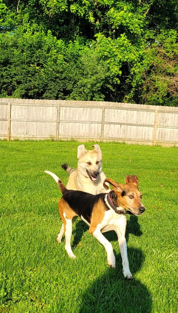 Enlarge River, a Adoptable Treeing Walker Coonhound in Aurora, IN image 1/6