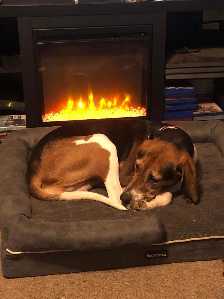 Enlarge River, a Adoptable Treeing Walker Coonhound in Aurora, IN image 2/6