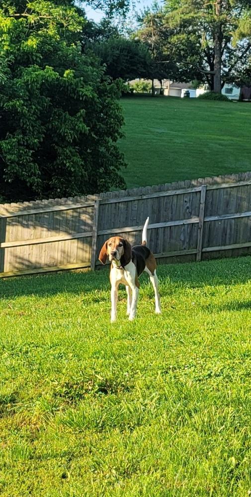 Enlarge River, a Adoptable Treeing Walker Coonhound in Aurora, IN image 3/6