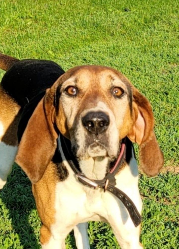 Enlarge River, a Adoptable Treeing Walker Coonhound in Aurora, IN image 4/6