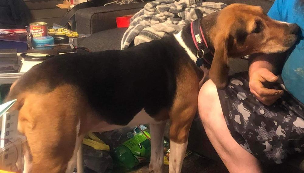 Enlarge River, a Adoptable Treeing Walker Coonhound in Aurora, IN image 5/6