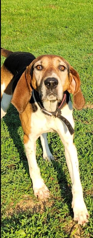 Enlarge River, a Adoptable Treeing Walker Coonhound in Aurora, IN image 6/6