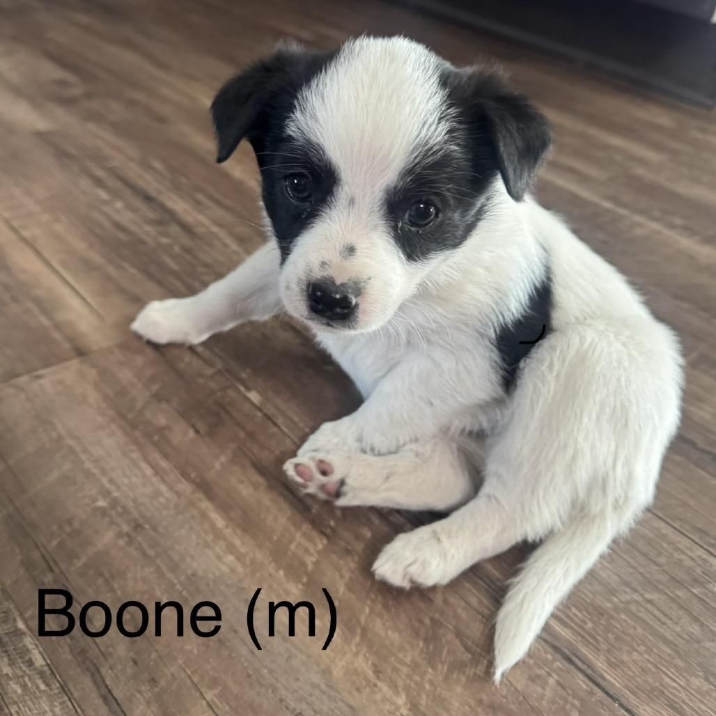 Enlarge Boone, a Adoptable Jack Russell Terrier in Cashmere, WA image 1/1
