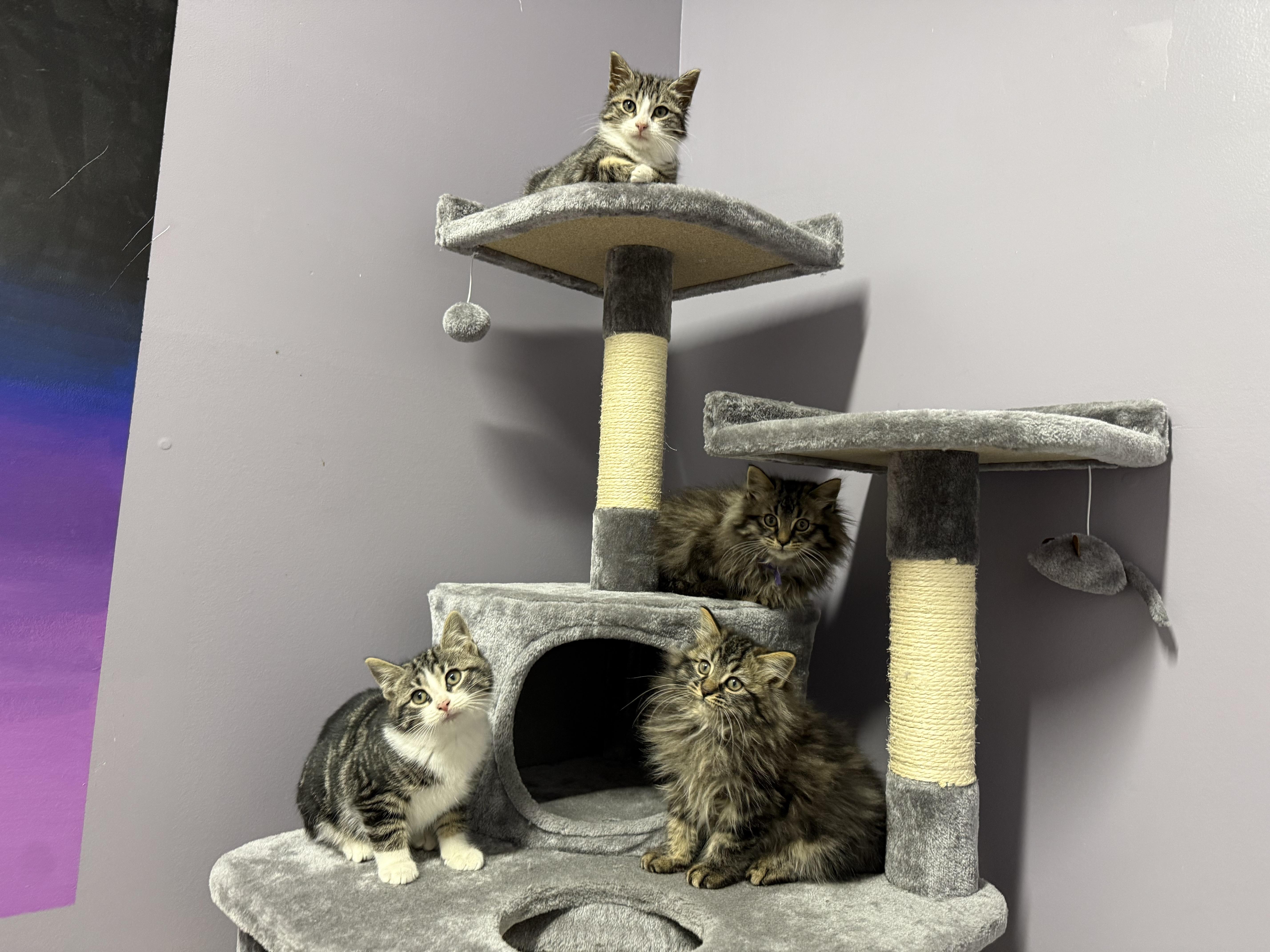 Enlarge Mango, a ADOPTABLE Domestic Short Hair in Clifton, NJ image 2/5