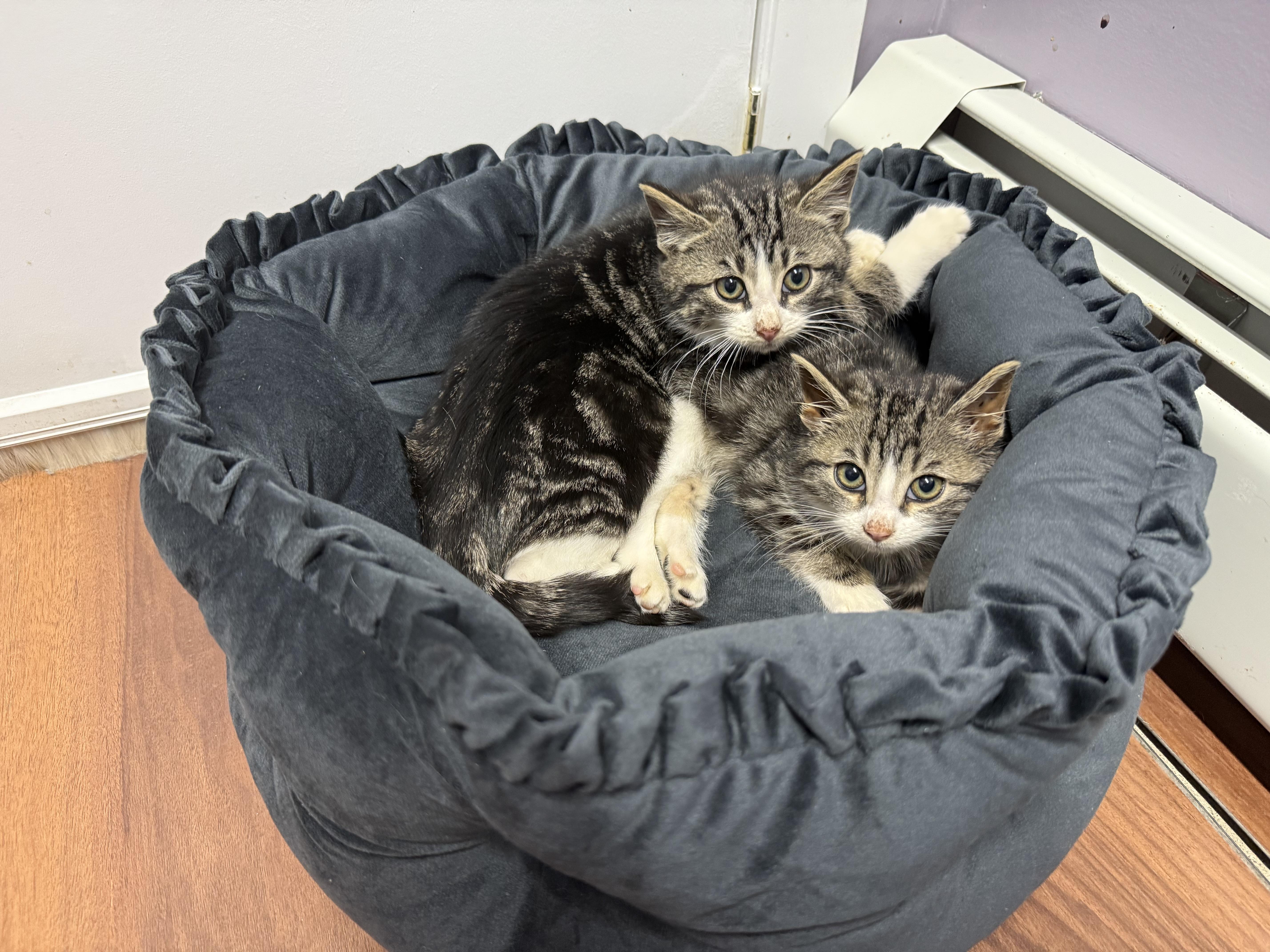 Enlarge Mango, a ADOPTABLE Domestic Short Hair in Clifton, NJ image 5/5