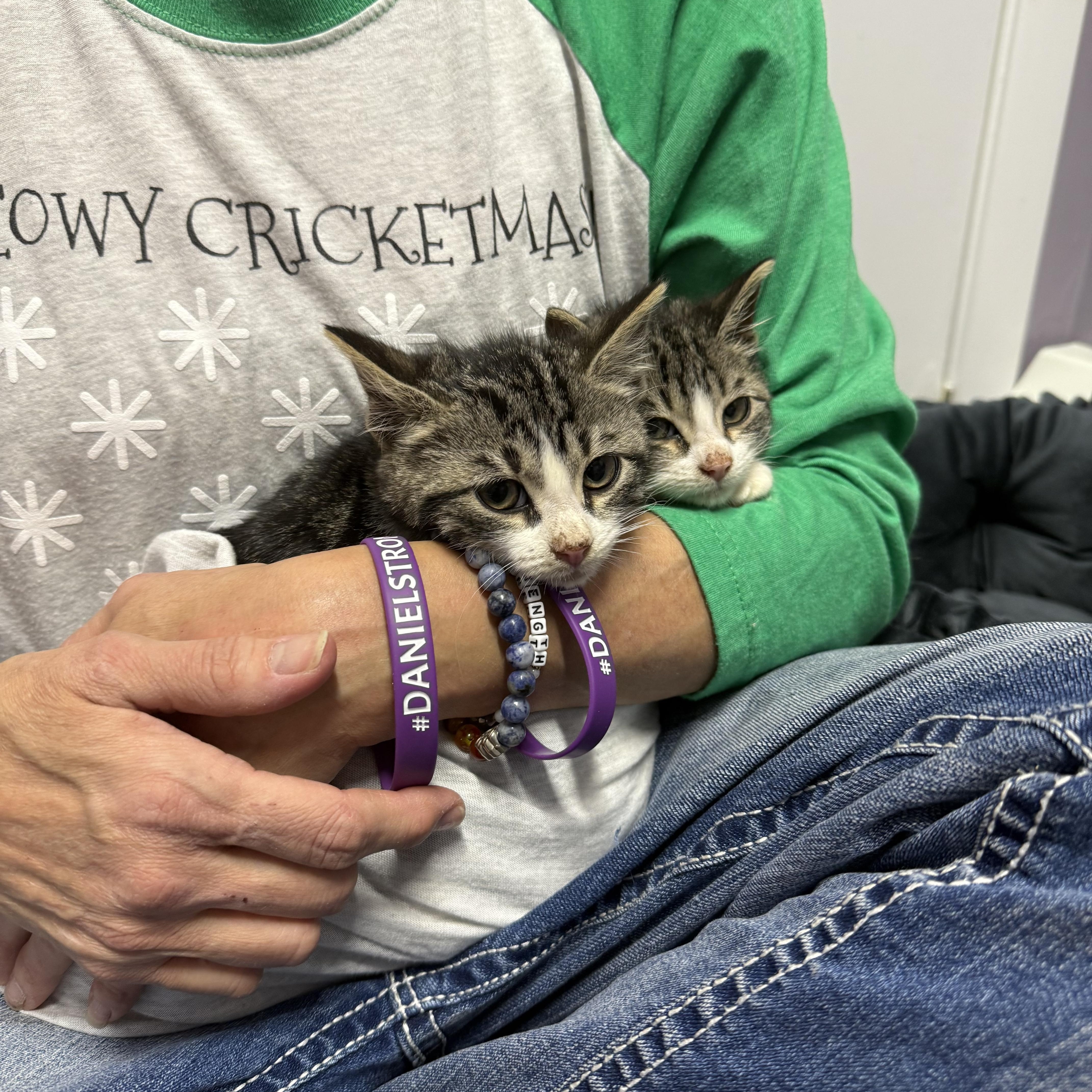 Enlarge Mango, a ADOPTABLE Domestic Short Hair in Clifton, NJ image 3/5