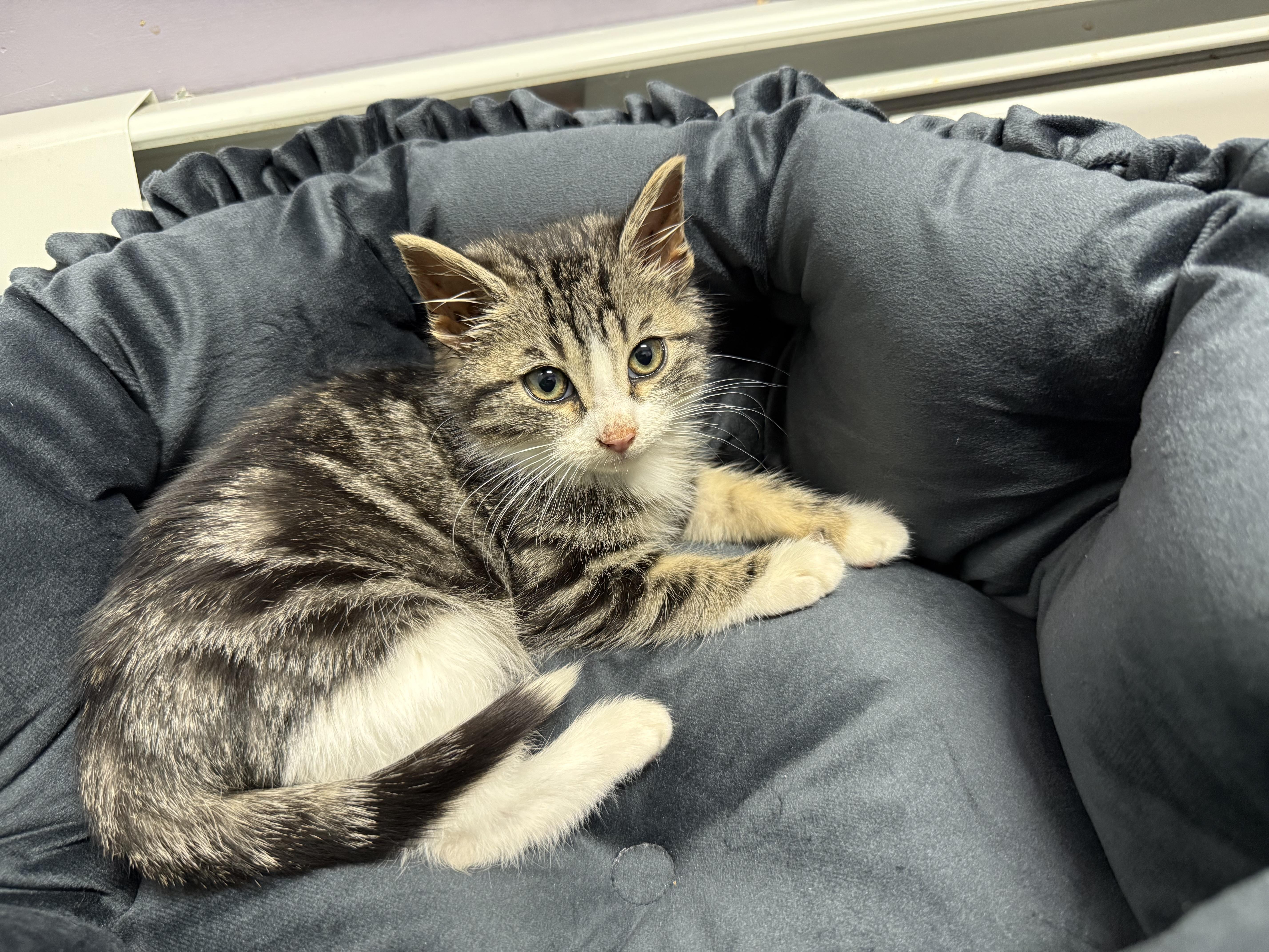 Enlarge Mango, a ADOPTABLE Domestic Short Hair in Clifton, NJ image 1/5