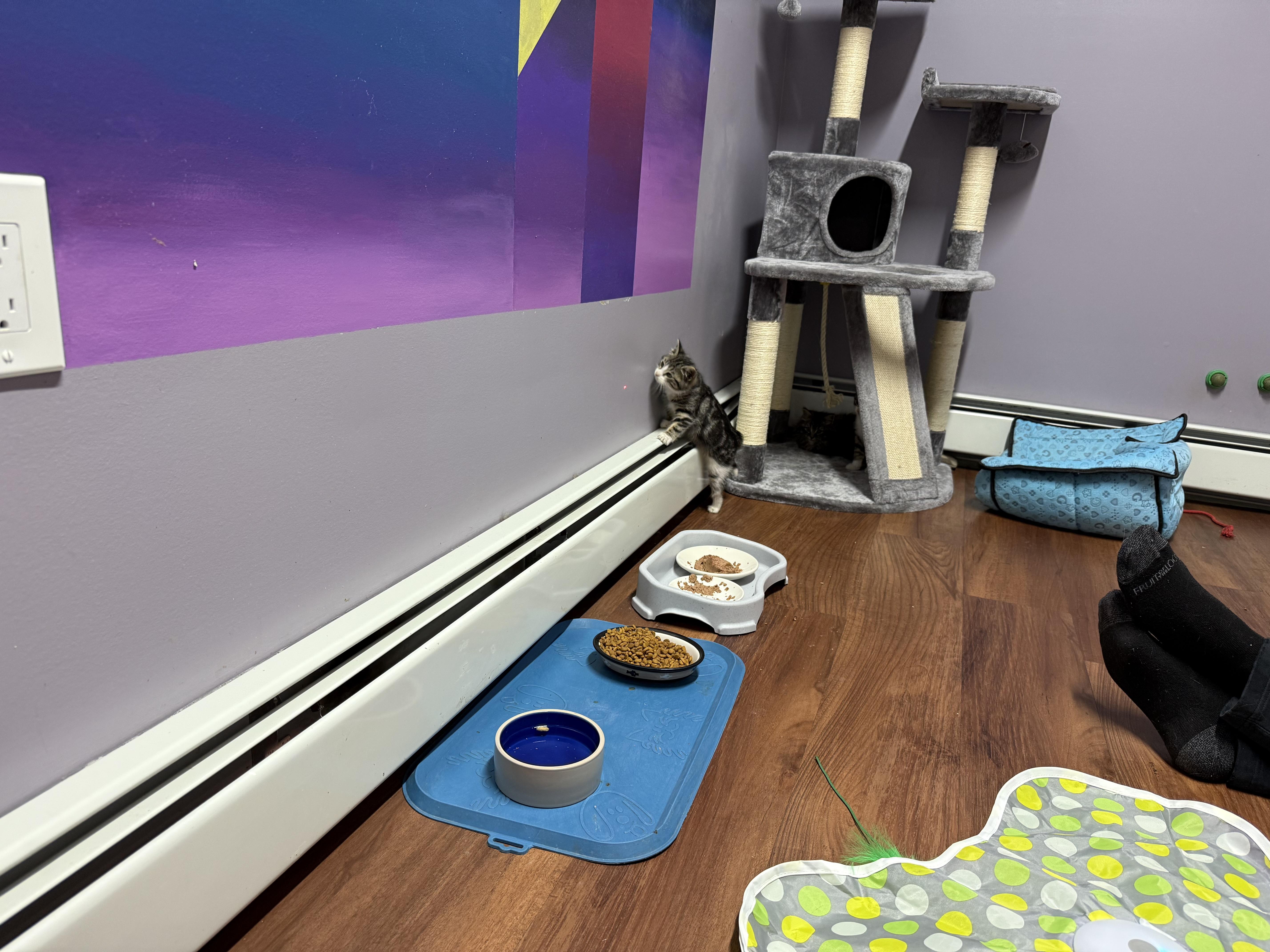 Enlarge Mango, a ADOPTABLE Domestic Short Hair in Clifton, NJ image 4/5