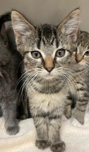 Enlarge Ira, a Adoptable Domestic Short Hair in Prudenville, MI image 1/1