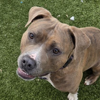 Swirl, ADOPTABLE, Adult Female Mixed Breed.