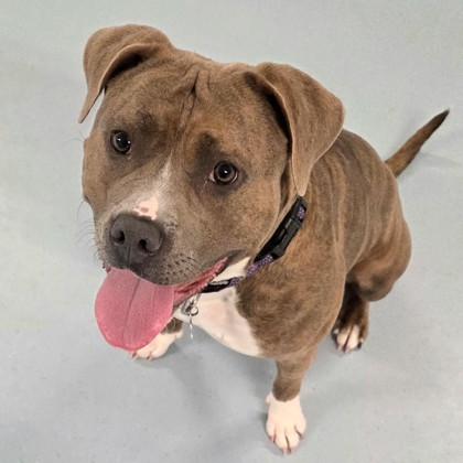 Enlarge Swirl, a ADOPTABLE Mixed Breed in Lansing, MI image 2/2