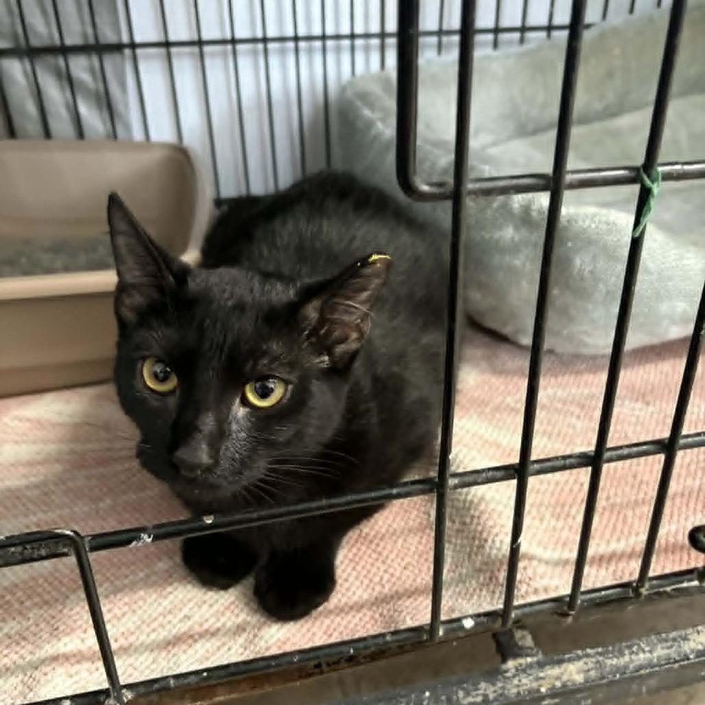 Enlarge Golly, a Adoptable Domestic Short Hair in Stephenville, TX image 1/3