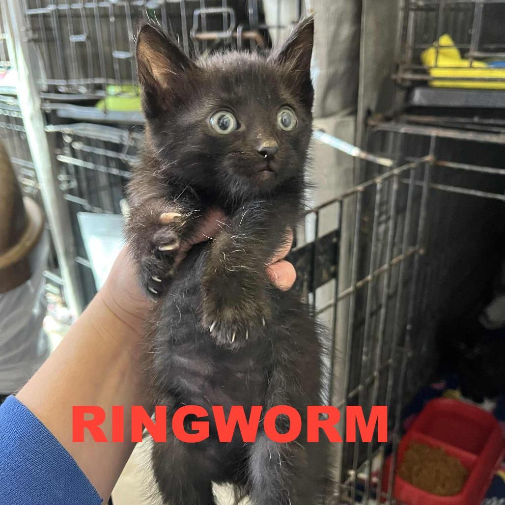 Enlarge Golly, a Adoptable Domestic Short Hair in Stephenville, TX image 1/2