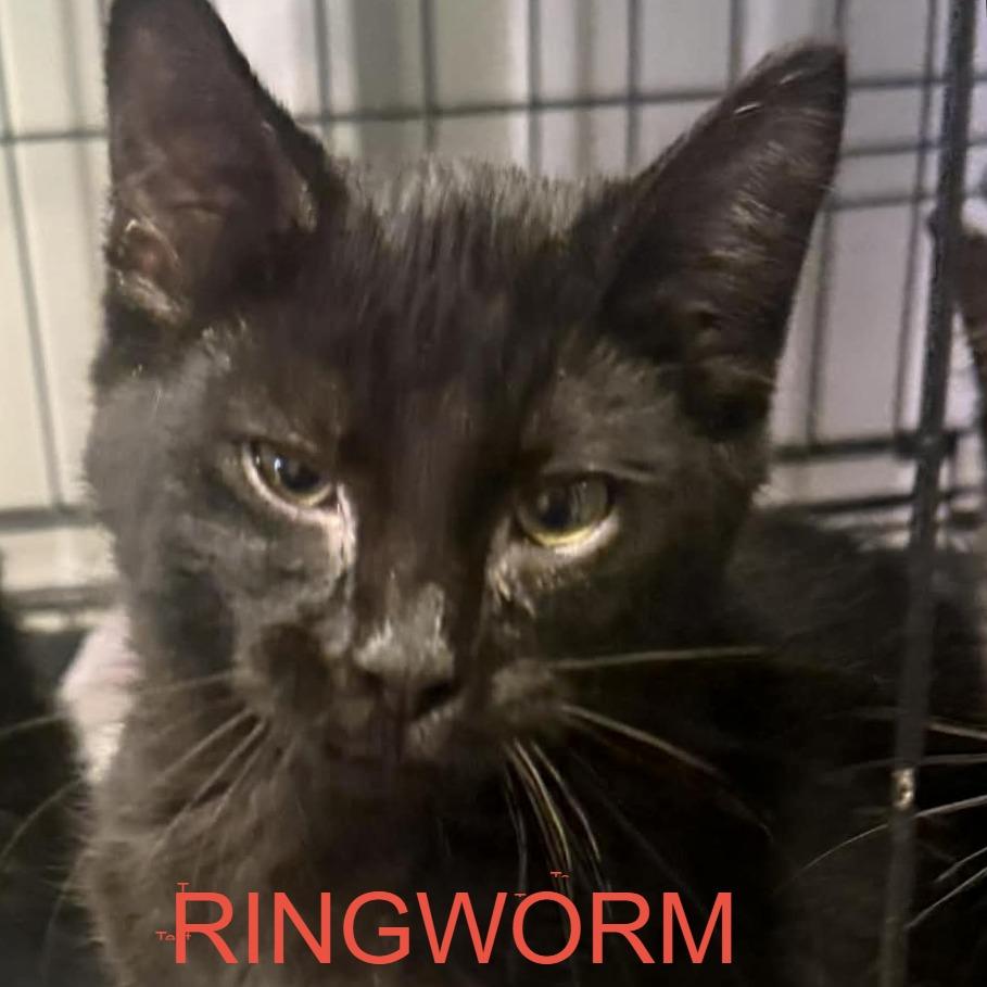 Enlarge Golly, a Adoptable Domestic Short Hair in Stephenville, TX image 2/2