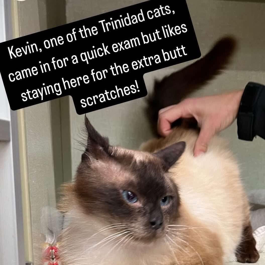 Kevin, an adoptable Siamese in Eureka, CA, 95503 | Photo Image 2