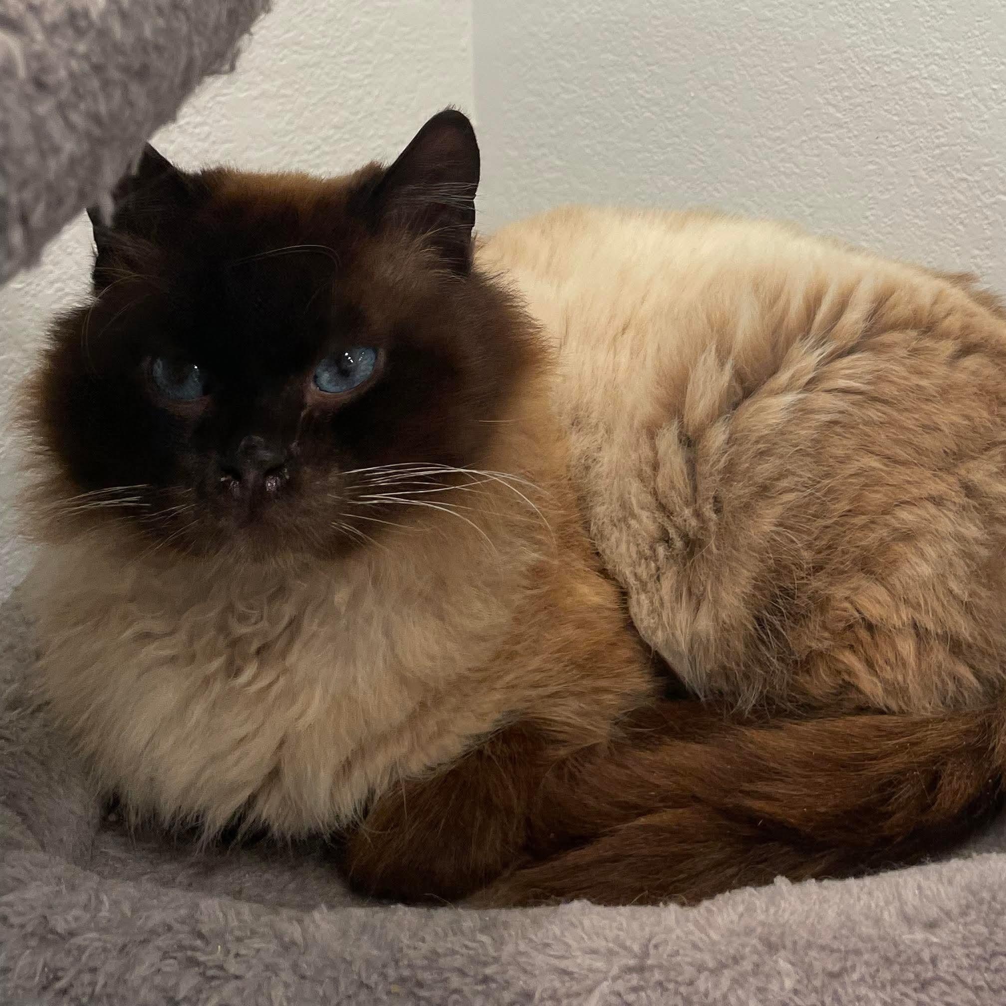 Kevin, an adoptable Siamese in Eureka, CA, 95503 | Photo Image 3