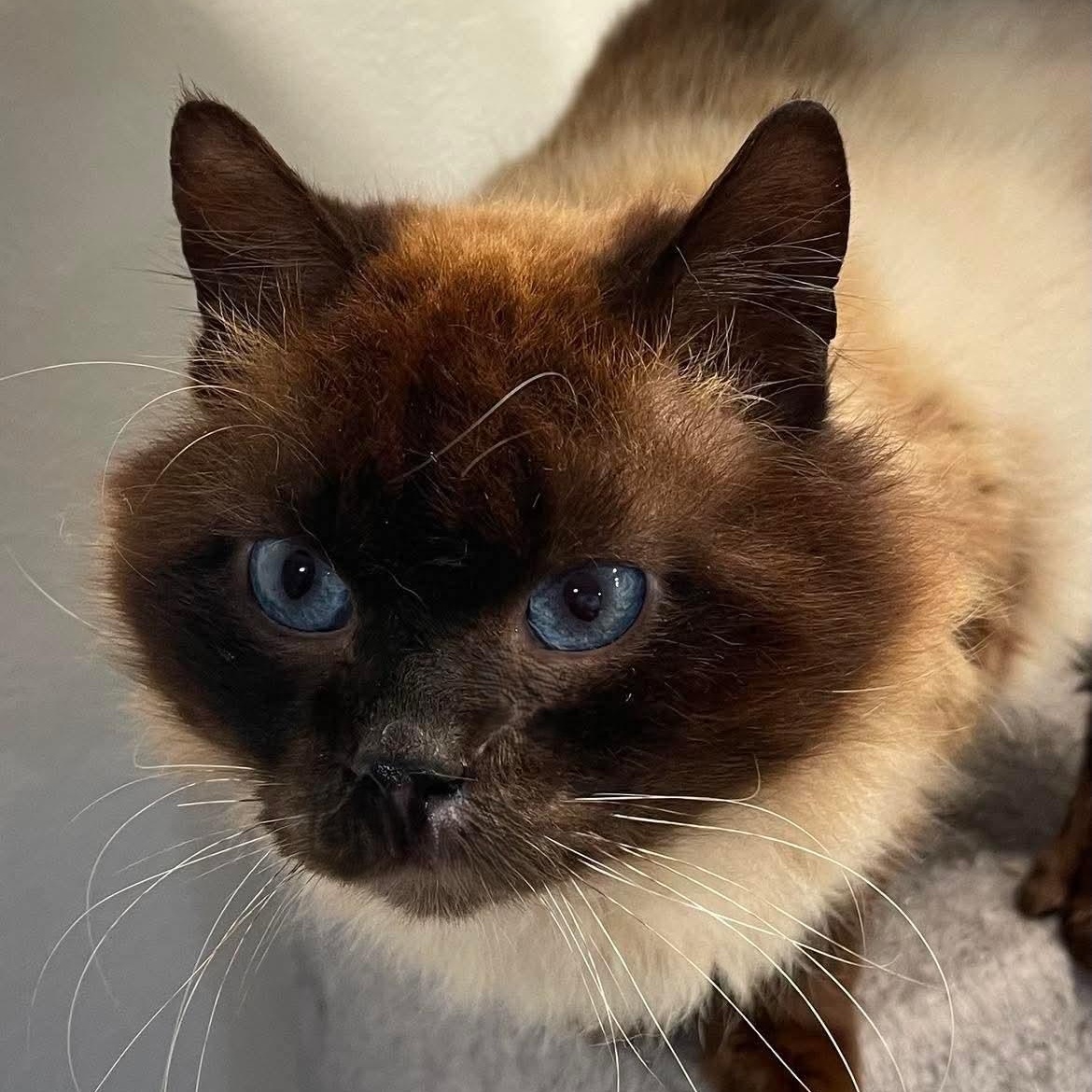 Kevin, an adoptable Siamese in Eureka, CA, 95503 | Photo Image 4