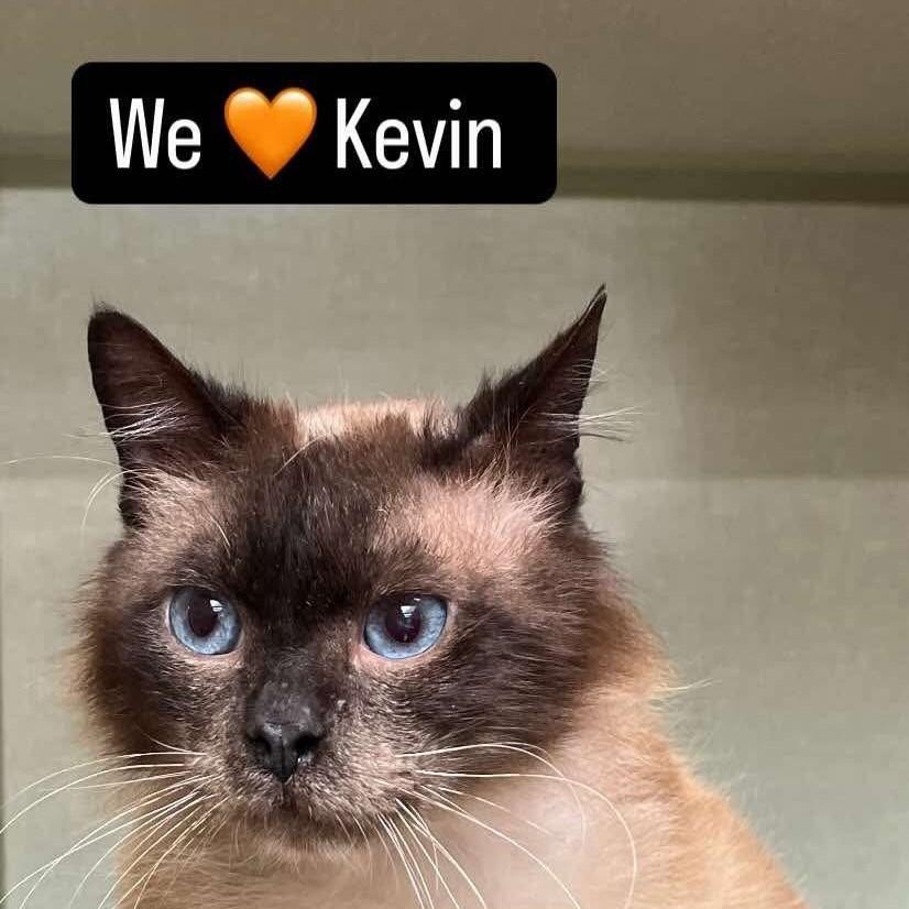 Kevin, an adoptable Siamese in Eureka, CA, 95503 | Photo Image 1