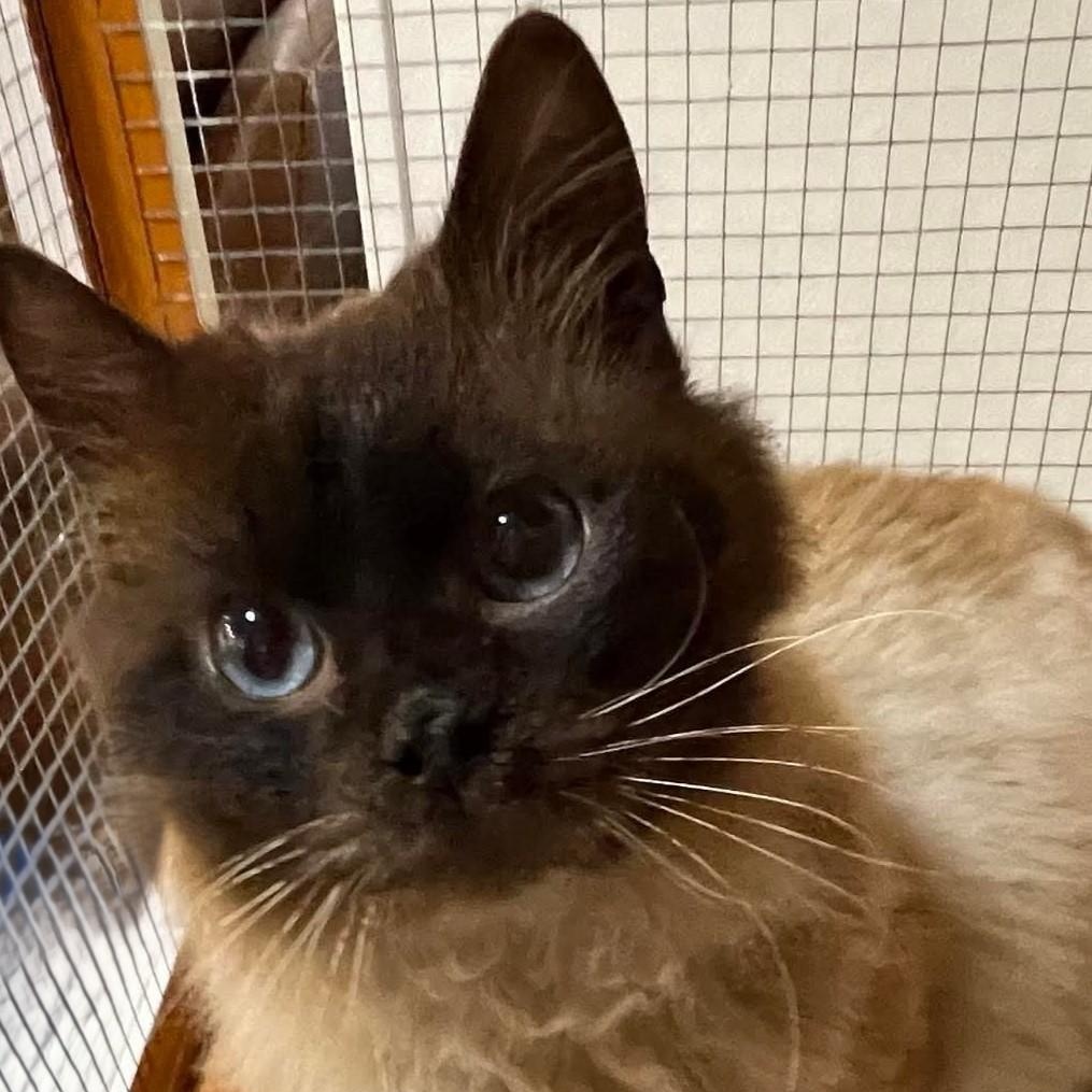 Kevin, an adoptable Siamese in Eureka, CA, 95503 | Photo Image 5
