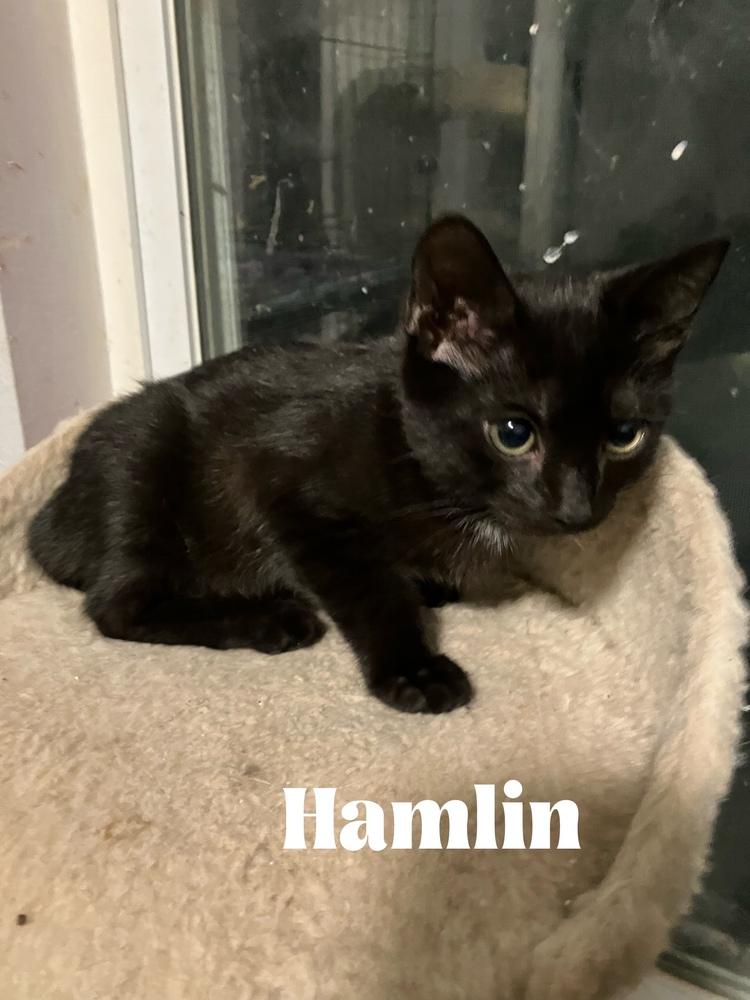 Enlarge Hamlin **Special Needs - FELV+**, a Adoptable Domestic Short Hair in Orlando, FL image 1/1